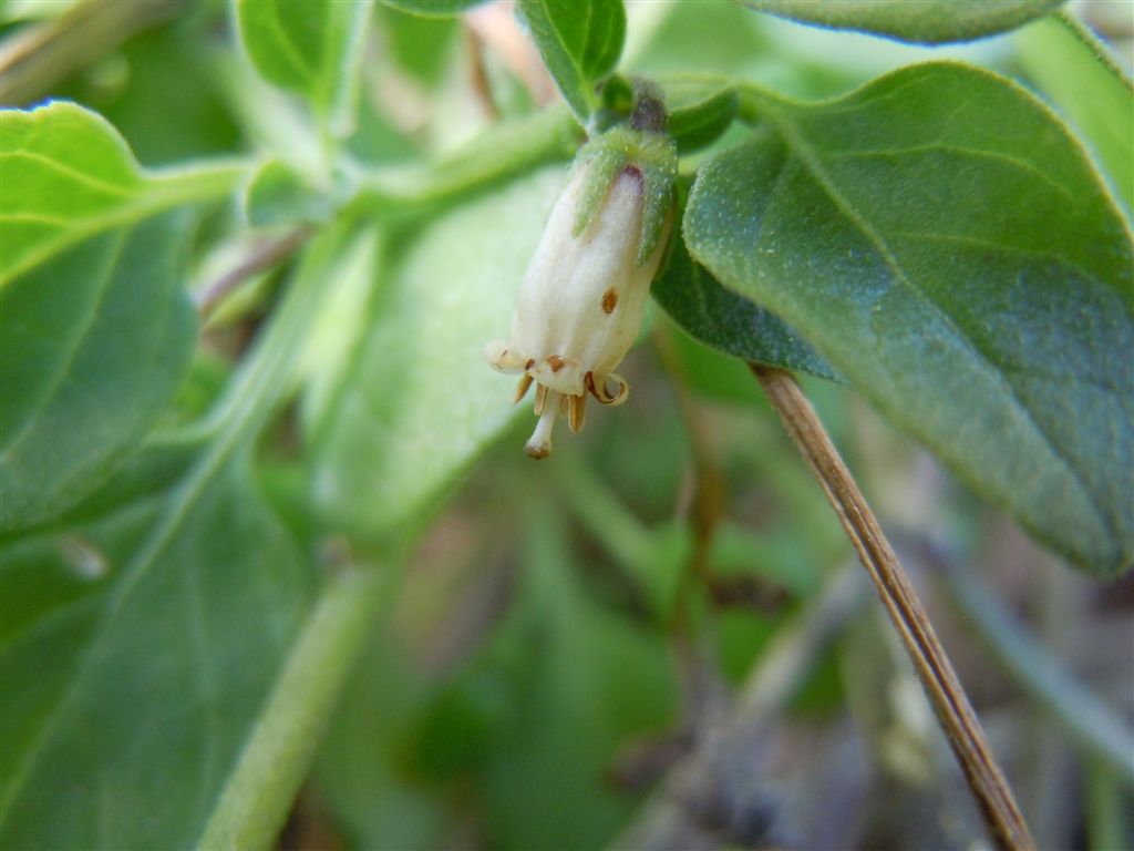 Salpichroa origanifolia / Salpicroa